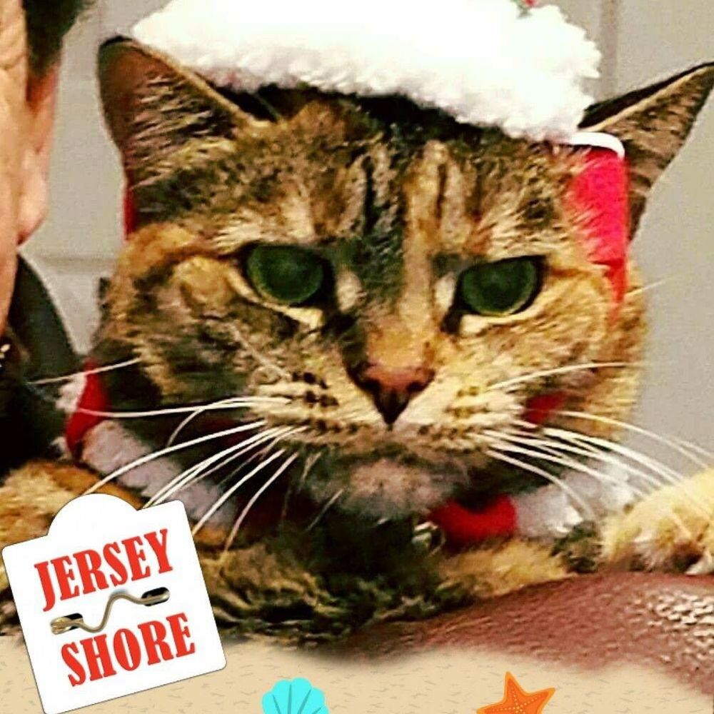 Meet your Posher, Anita